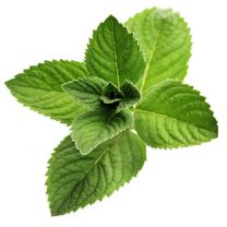 Menthol Eliquid